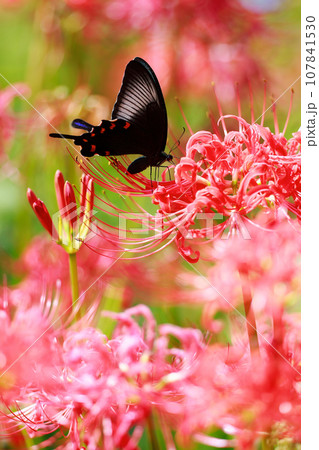 赤い彼岸花の蜜を吸うカラスアゲハ 107841530