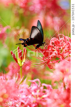 赤い彼岸花の蜜を吸うカラスアゲハ 赤い彼岸花の蜜を吸うカラスアゲハ 107841531