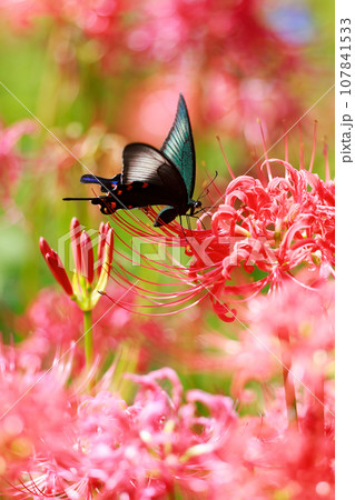 赤い彼岸花の蜜を吸うカラスアゲハ 107841533
