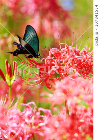 赤い彼岸花の蜜を吸うカラスアゲハ 赤い彼岸花の蜜を吸うカラスアゲハ 107841534