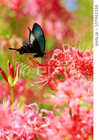 赤い彼岸花の蜜を吸うカラスアゲハ 107841536