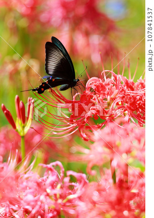 赤い彼岸花の蜜を吸うカラスアゲハ 赤い彼岸花の蜜を吸うカラスアゲハ 107841537