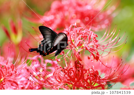 赤い彼岸花の蜜を吸うカラスアゲハ 赤い彼岸花の蜜を吸うカラスアゲハ 107841539