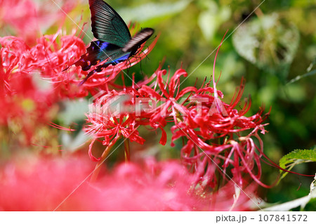 赤い彼岸花の蜜を吸うカラスアゲハ 赤い彼岸花の蜜を吸うカラスアゲハ 107841572