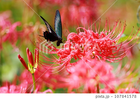 赤い彼岸花の蜜を吸うカラスアゲハ 赤い彼岸花の蜜を吸うカラスアゲハ 107841578