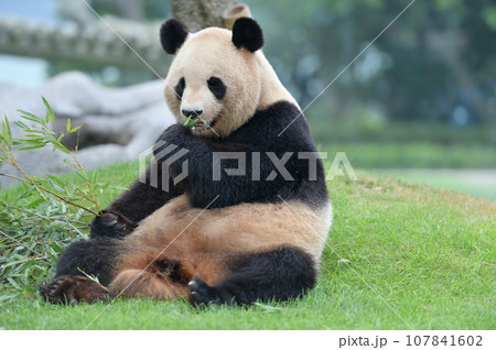 おいしそうに竹を食べる良浜 107841602