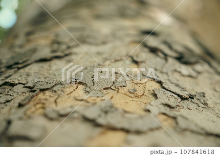 木の幹についた苔 107841618