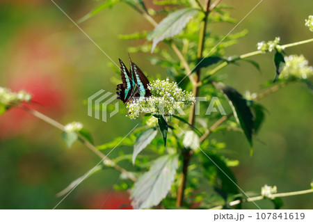 アオスジアゲハの食事 107841619