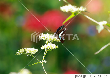 アオスジアゲハの食事 107841623