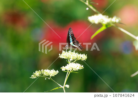 アオスジアゲハの食事 107841624