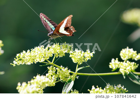 アオスジアゲハの食事 107841642