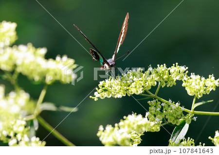 アオスジアゲハの食事 107841643