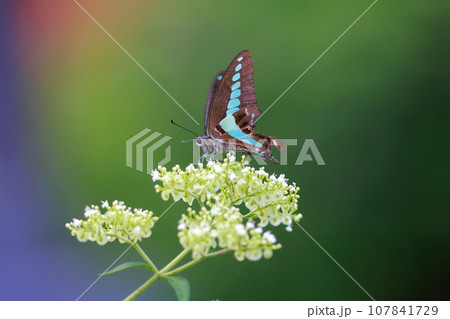 アオスジアゲハの食事 107841729