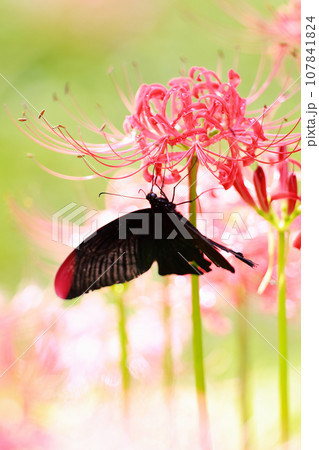 赤い彼岸花の蜜を吸うカラスアゲハ 107841824