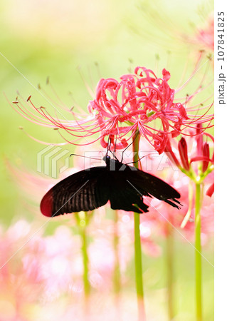 赤い彼岸花の蜜を吸うカラスアゲハ 107841825