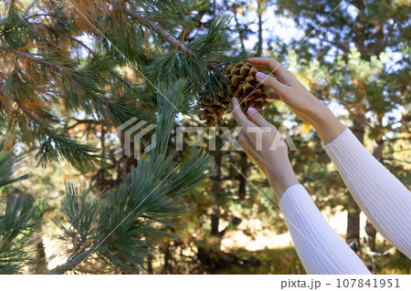 Closeup Female hands picks, collects pine cone from cedar, needles tree in forest to get nuts, essential oil or for decor. Evergreen Nursery. Horizontal Plane, Cope Space Closeup Female hands picks, collects pine cone from cedar, needles tree in forest to get nuts, essential oil or for decor. Evergreen Nursery. Horizontal Plane, Cope Space 107841951