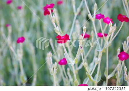 赤色フランネルソウの花 赤色フランネルソウの花 107842385