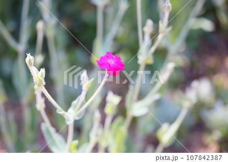 赤色フランネルソウの花 赤色フランネルソウの花 107842387