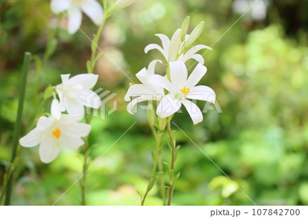 マドンナリリーの花 107842700