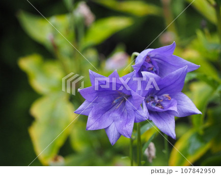 紫色の花　キキョウ 107842950