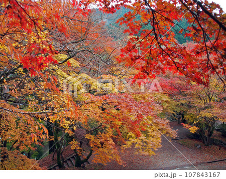 談山神社 境内 紅葉 談山神社 境内 紅葉 107843167