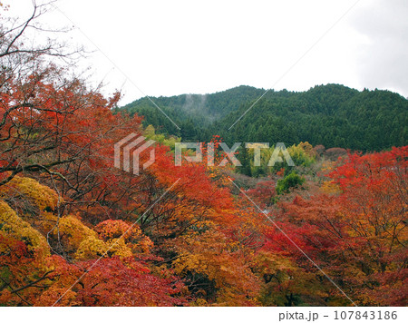 談山神社 境内 紅葉 談山神社 境内 紅葉 107843186