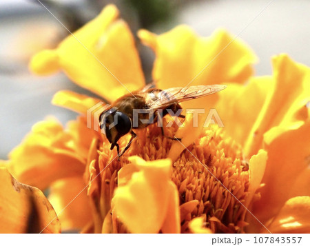 花粉を集めるミツバチのクローズアップ 花粉を集めるミツバチのクローズアップ 107843557