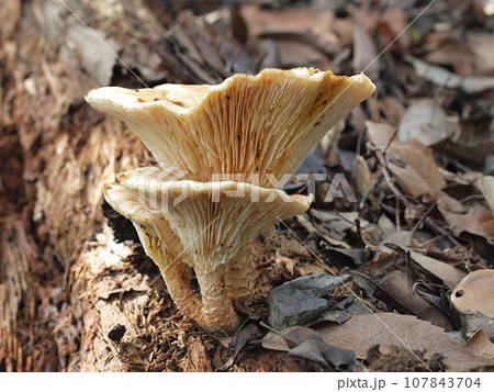 マツオウジの生態写真 マツオウジの生態写真 107843704