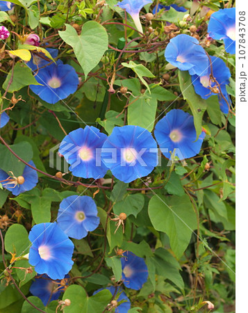 青いアサガオの花の群生 107843708