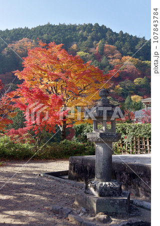 秋の善峯寺 境内の紅葉 京都市西京区 秋の善峯寺 境内の紅葉 京都市西京区 107843784