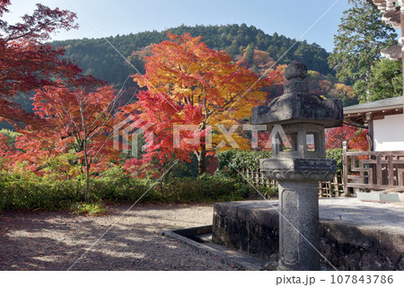 秋の善峯寺　境内の紅葉　京都市西京区 107843786