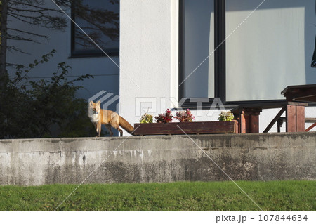 朝日を浴びるキタキツネ 107844634