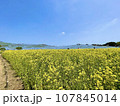 菜の花畑のある風景 107845014
