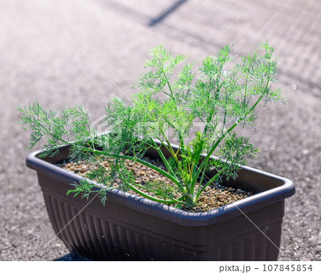 セリ科 イノンド属のさわやかな香りのハーブ ディル カルパッチョやピクルス、魚料理などに 107845854