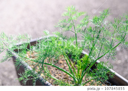 セリ科 イノンド属のさわやかな香りのハーブ ディル カルパッチョやピクルス、魚料理などに 107845855