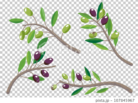 Set of 4 types of olive branches Set of 4 types of olive branches 107845967