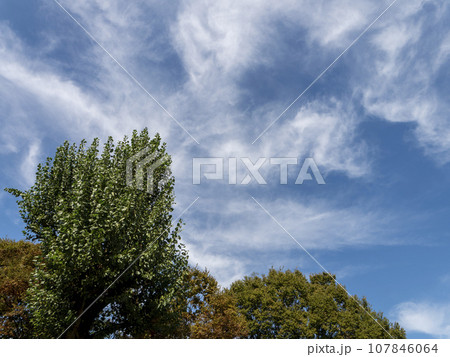 秋の空と樹木の背景素材 秋の空と樹木の背景素材 107846064