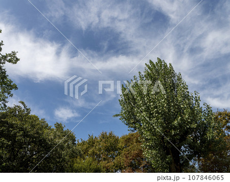秋の空と樹木の背景素材 107846065