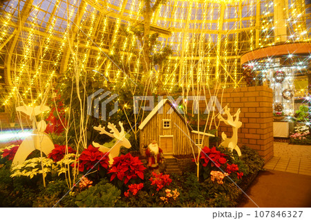 福井県総合グリーンセンターのクリスマス風景 福井県総合グリーンセンターのクリスマス風景 107846327