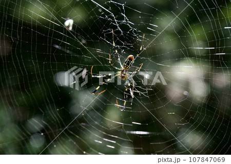 蜘蛛の巣のイメージ 107847069