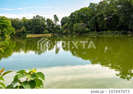 秋晴れの散歩日和に訪れた善福寺公園 107847073