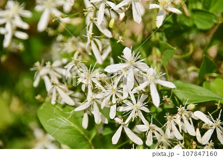 十字の白い花弁のセンニンソウ 107847160