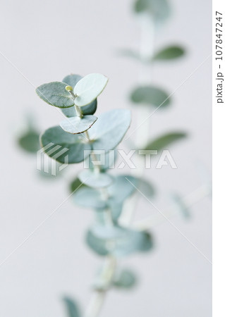 ユーカリグニー 107847247