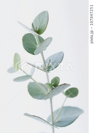 ユーカリグニー 107847251