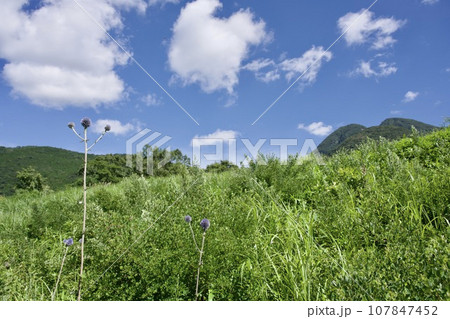 ヒゴタイのイメージ ヒゴタイのイメージ 107847452