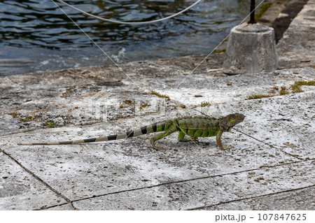 Green exotic iguana on asphalt road, wild reptilian, tropical animal, copy space. Green exotic iguana on asphalt road, wild reptilian, tropical animal, copy space. 107847625