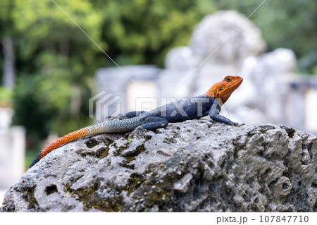 Southern rock agama lizard sitting on rock, a blue, red and orange lizard known as one of the most colorful and attractive lizards in the world. Southern rock agama lizard sitting on rock, a blue, red and orange lizard known as one of the most colorful and attractive lizards in the world. 107847710