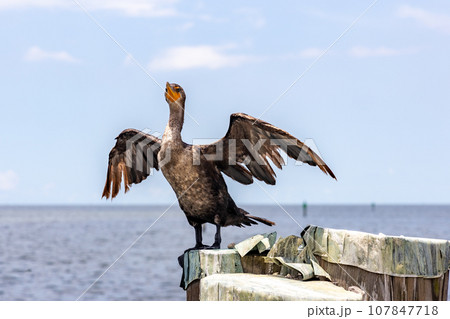 A Double-Crested Cormorant drying out it's wings on rock in the ocean, clear blue sky on background. 107847718