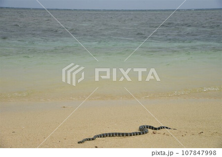 ニューカレドニア　アメデ島　おとなしいウミヘビ 107847998