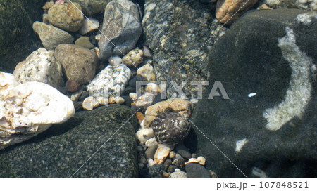 澄んだ海水の岩場を徘徊するヤドカリ 107848521